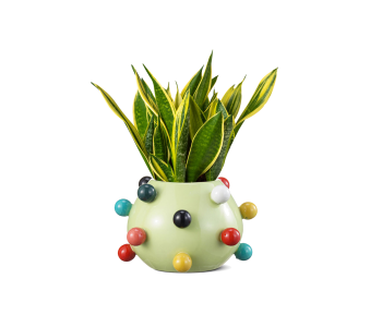 نبتة سانسفيريا جلد النمر مزروعة في فازة ديكور..