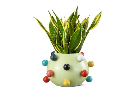 نبتة سانسفيريا جلد النمر مزروعة في فازة ديكور خضراء بكرات با..