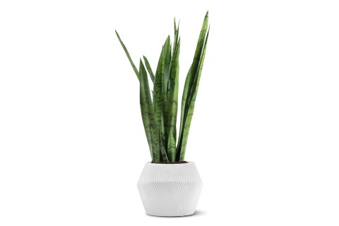 نبات سانسيفيريا تريفاسياتا مزروعة في حوض أسمنتي