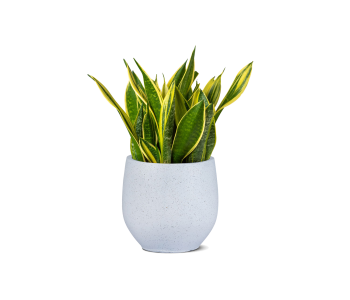 نبتة سانسيفيريا جلد النمر مزروعة في حوض سيرام..