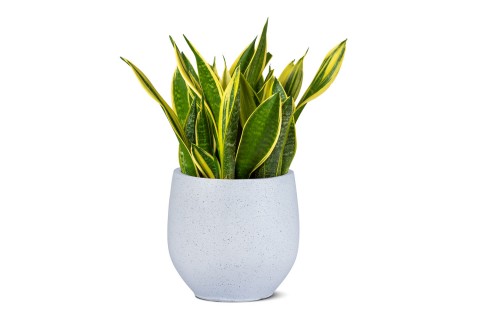 نبتة سانسيفيريا جلد النمر مزروعة في حوض سيراميك