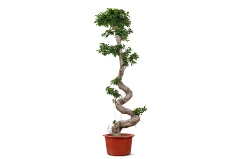  فيكس بونساي ميكروكاربا- شكل حرف S  