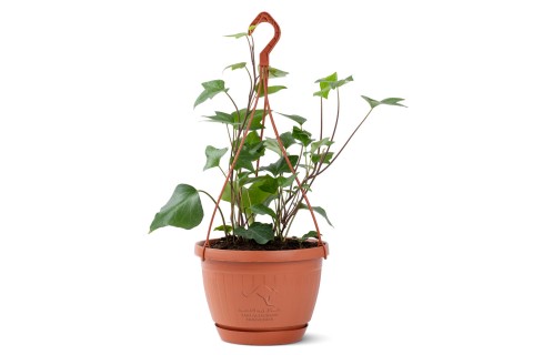 نبتة هيديرا