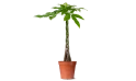 Pachira Young Five Braided Moneytree