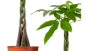Pachira Young Five Braided Moneytree