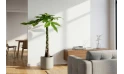 Pachira Young Five Braided Moneytree