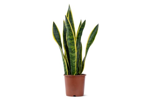 سانسيفيريا لورينتي (ذهبي)