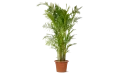 كريساليدوكاربوس لوتيسينس (نخلة الأريكا)