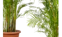 كريساليدوكاربوس لوتيسينس (نخلة الأريكا)