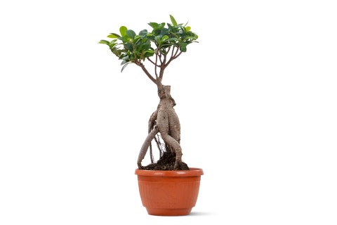 فيكس جينسينج 