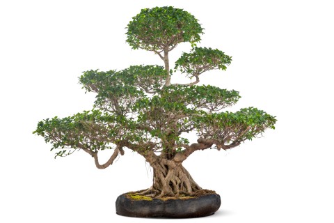 فيكس بونساي - جذور فيكس ميكروكاربا ذات الشعر الطويل