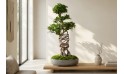 فيكس ميكروكاربا بونساي- صغير الحجم على شكل شبكة