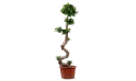 Ficus Microcarpa S Shape H130