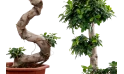 Ficus Microcarpa S Shape H130