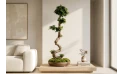 Ficus Microcarpa S Shape H130