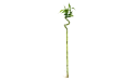 Dracaena Sanderiana (lucky Bambo) Spiral Thick Stm