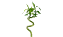 Dracaena Sanderiana (lucky Bambo) Spiral Thick Stm