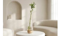 Dracaena Sanderiana (lucky Bambo) Spiral Thick Stm