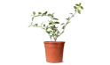 Clerodendrum Inerme Plant