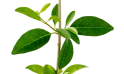 Clerodendrum Inerme Plant