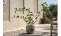 Clerodendrum Inerme Plant