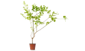 Duranta Erecta-mixed