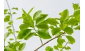 Duranta Erecta-mixed