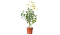 Encelia Farinose  (brittlebush)