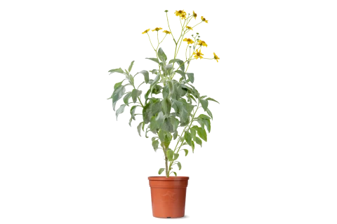 Encelia Farinose  (Brittlebush)