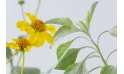 Encelia Farinose  (brittlebush)