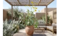Encelia Farinose  (brittlebush)