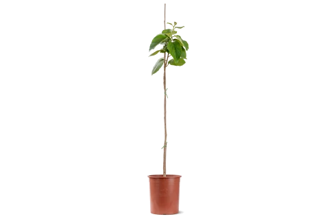 Cordia Sebestena (Aurea)