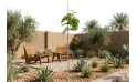 نبات الكورديا