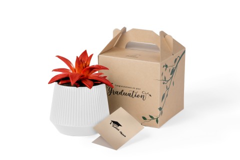 هدايا للتخرج - نبتة ايشيفيريا مختلط مزروعة في حوض سيراميك مع..