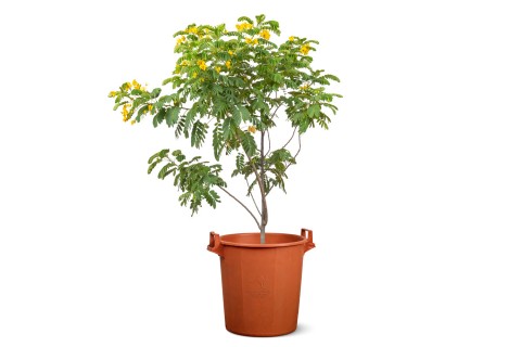 شجرة كاسيا جلاوكا (كاسيا صفراء) 