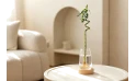 دراسينا ساندرينا لكي بامبو (خيزران الماء)