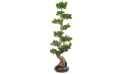 Ficus Microcarpa Bang Root 