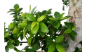 Ficus Microcarpa Bang Root 