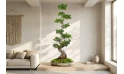 Ficus Microcarpa Bang Root 