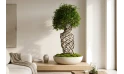فيكس بونساي- فيكس ميكروكاربا