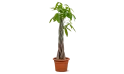  Pachira Young Five Braided Moneytree Thicker