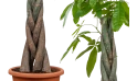  Pachira Young Five Braided Moneytree Thicker