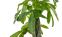  Pachira Young Five Braided Moneytree Thicker