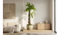  Pachira Young Five Braided Moneytree Thicker