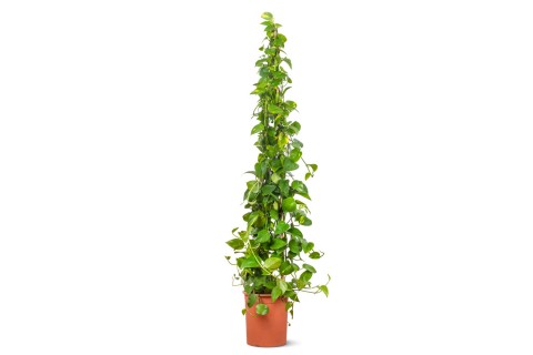 سكندبسوس ( البوتس)