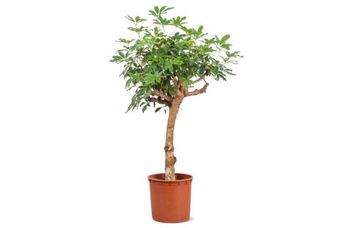 Schefflera Arboricola Gold Capela Stm