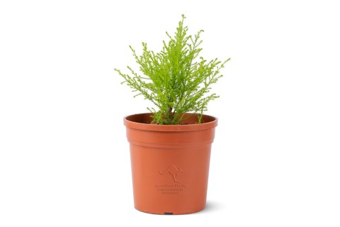 Cupressus Willma (Monterey Cypress)