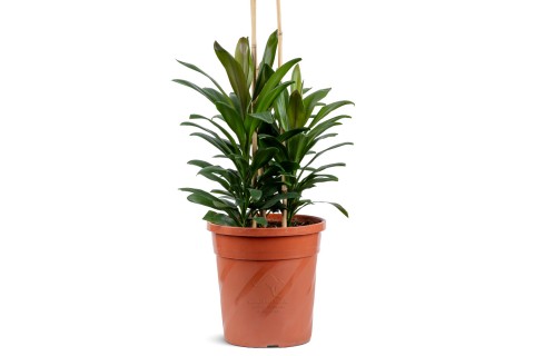 Cordyline Fruticosa Glauca