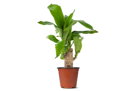 Dracaena Brazilian Wood Plant