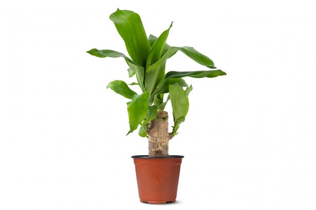 dracaena arturo